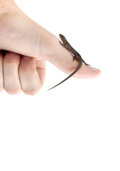 Lizard in the hand — Stock Photo, Image