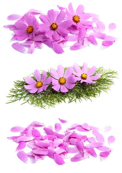 Blomster med kronblad – stockfoto