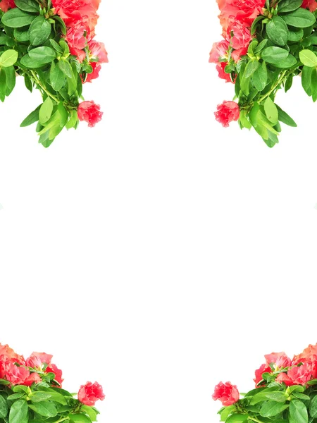 Blume in einem Blumentopf — Stockfoto