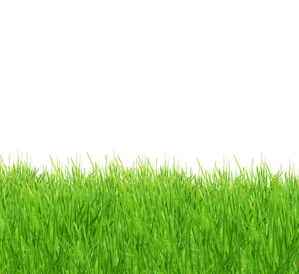 Na białym tle trawa zielony — Zdjęcie stockowe