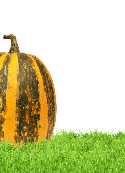 Yellow pumpkin — Stock Photo, Image