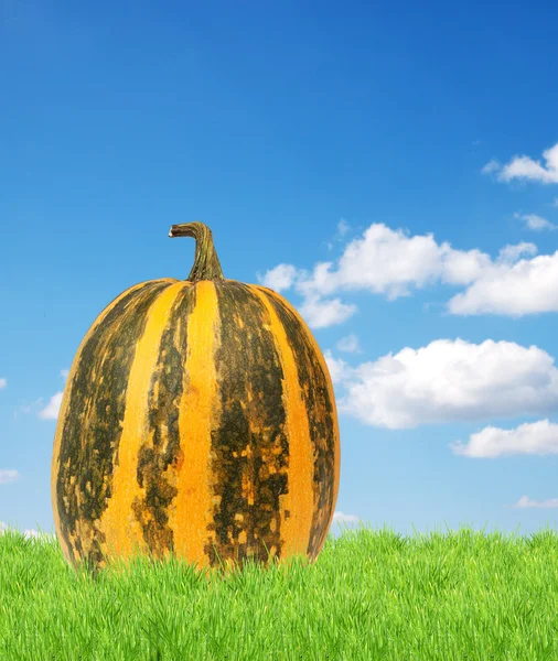 Pumpkin żółty — Zdjęcie stockowe