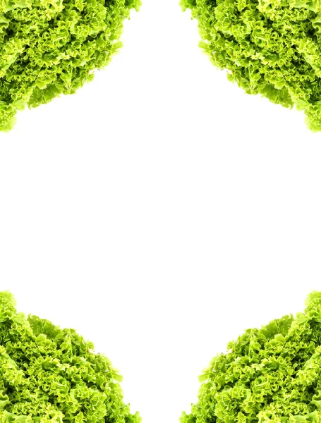 Yeşil tereyağı marul — Stok fotoğraf