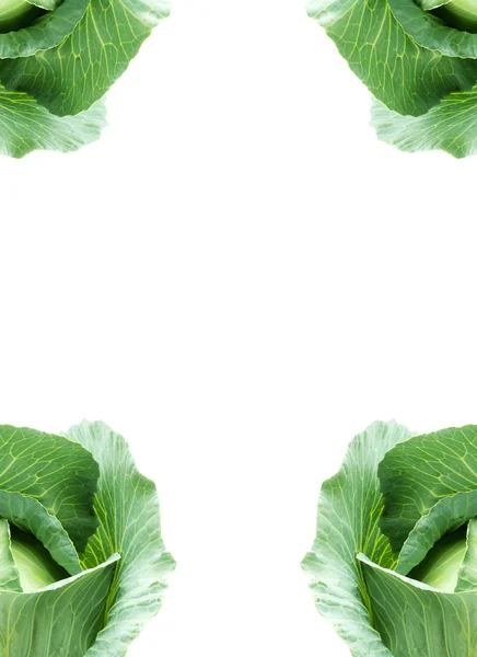 Head of green cabbage — Stock Photo, Image