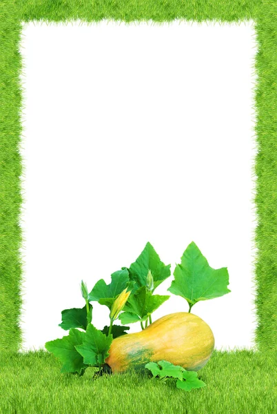 Gele pompoen — Stockfoto
