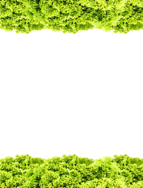 Зеленое масло салат — стоковое фото