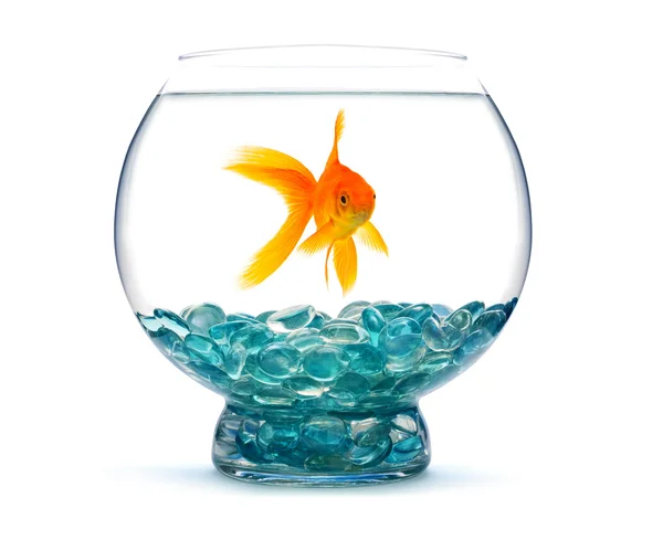 stock image Gold fish