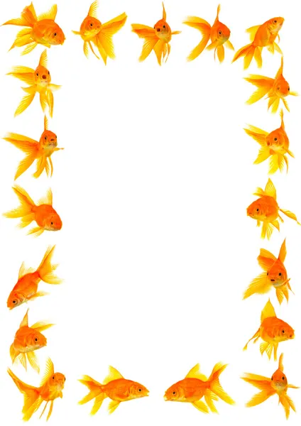 Peixes-dourados — Fotografia de Stock