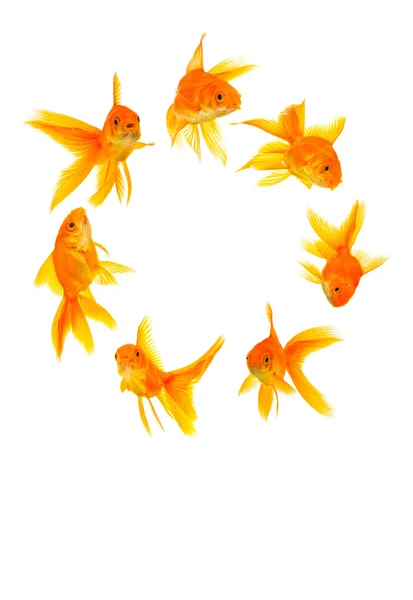 Three goldfishes — Stock Photo, Image