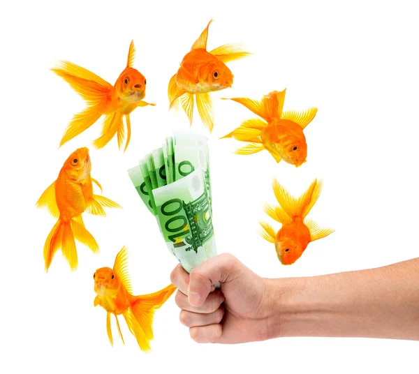 Goldfische mit Geld — Stockfoto