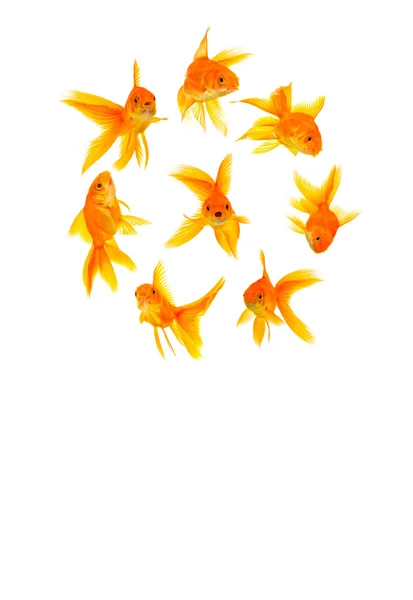 Drei Goldfische — Stockfoto