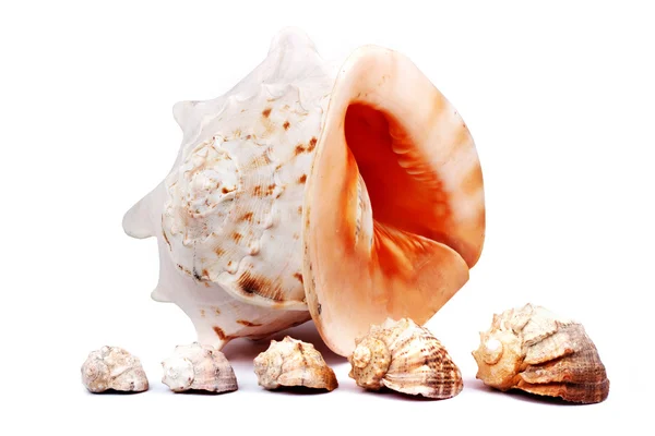 Five seashells — Stock Photo, Image