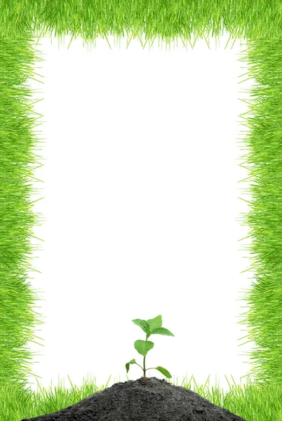 Зеленая капуста — стоковое фото