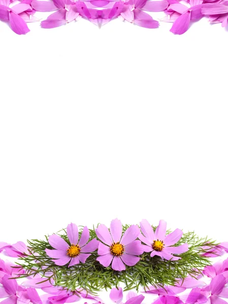 Płatki kwiatów — Zdjęcie stockowe