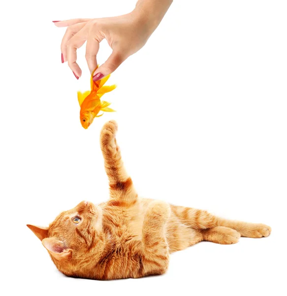 Γάτα παίζει με χρυσόψαρα — Φωτογραφία Αρχείου