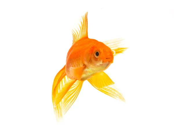 Золоті рибки — стокове фото