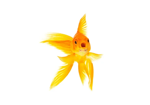 金鱼 — 图库照片