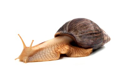 Snail clipart