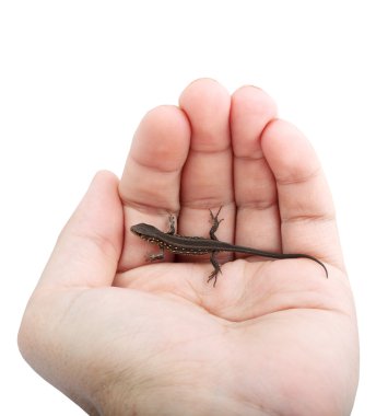 Lizard in the hand clipart