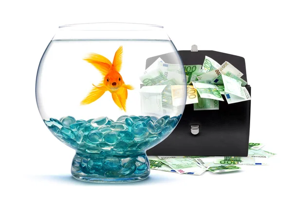 Zlaté rybky s penězi — Stock fotografie