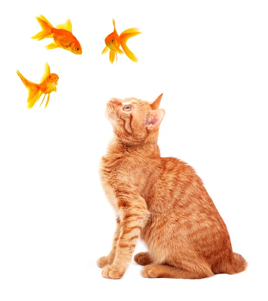 Złotych rybek i kot — Zdjęcie stockowe