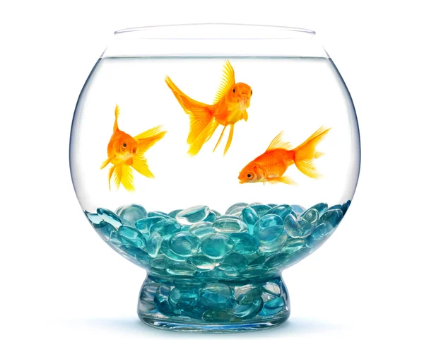 Goldfishes i ett akvarium — Stockfoto