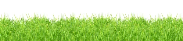 分離された緑の芝生 ストック写真