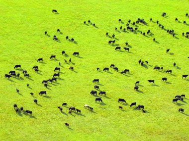 Cows herd. clipart