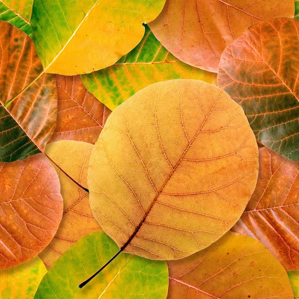 Hoja de otoño sin costura de fondo . —  Fotos de Stock