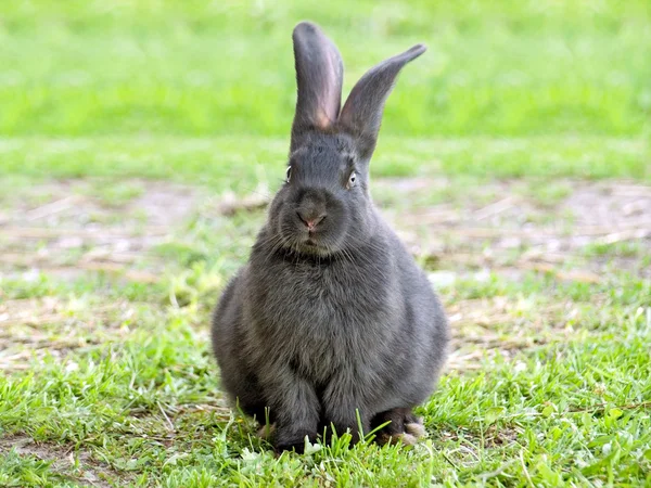 ウサギ. — ストック写真
