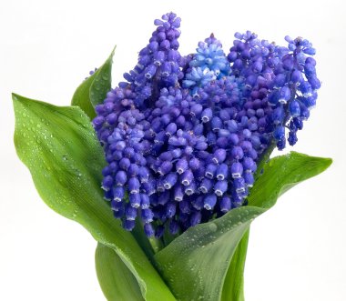 Blue flowers. clipart