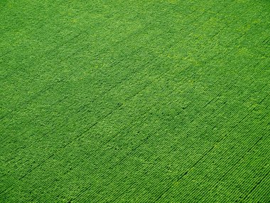 Green field on rows from above. clipart