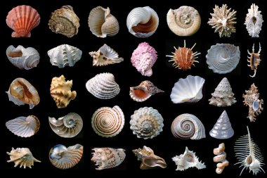 Shells. clipart