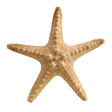 Starfish. clipart