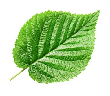 Green leaf. clipart