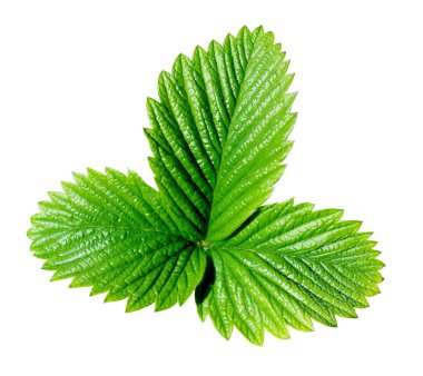 Strawberry leaf. clipart