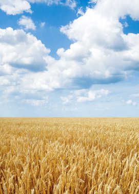 Wheat field. clipart