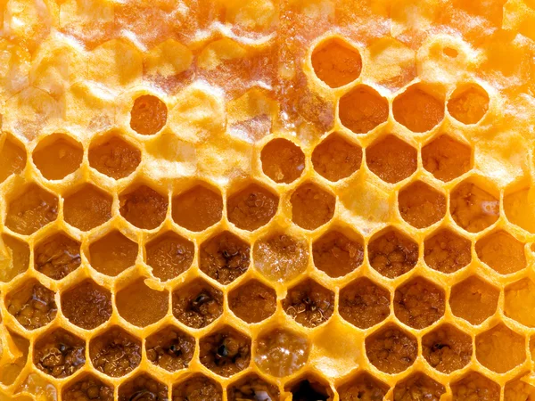 Peine de abeja . —  Fotos de Stock