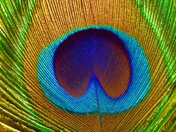 Peacock feather. — Stock Photo, Image