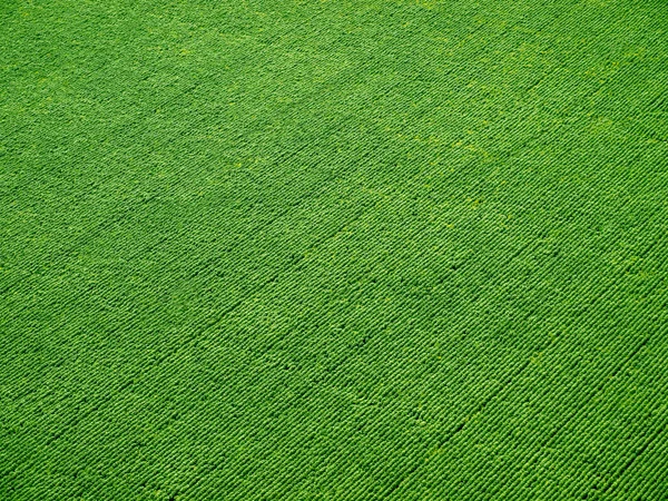 Зеленое поле на рядах сверху . — стоковое фото
