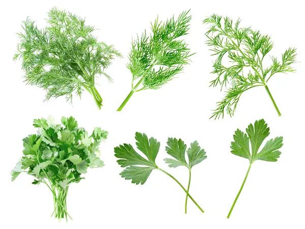 Parsley and dill. — Stock Photo, Image