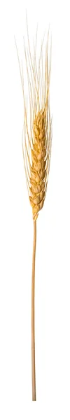 Espiga de trigo. — Fotografia de Stock