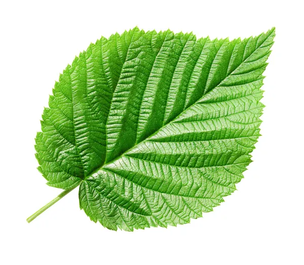 Green leaf. — Stock Photo, Image