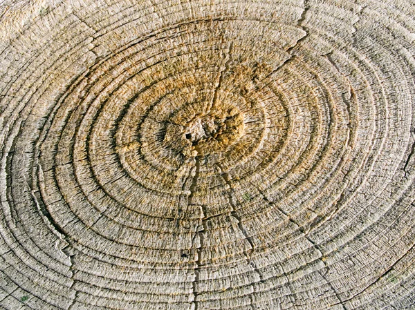 木の質感. — ストック写真