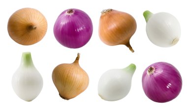 Onion. clipart