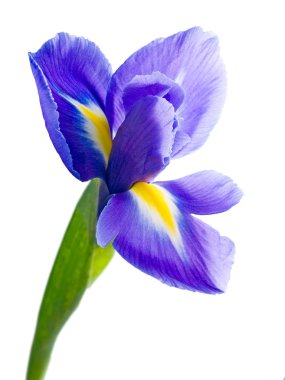 Blue iris. clipart