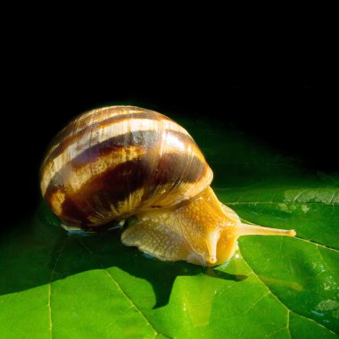 Snail. clipart