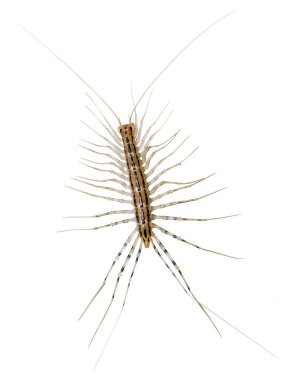 House centipede (Scutigera coleoptrata). clipart