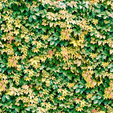 Vine seamless background. clipart