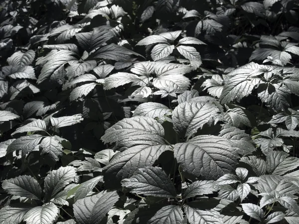 Dark green plants. — Stock Photo, Image